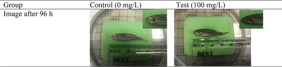 Image of adult zebrafish treated with Litsea garciae methanolic bark crude extract after 96 h of clinical signs observation.