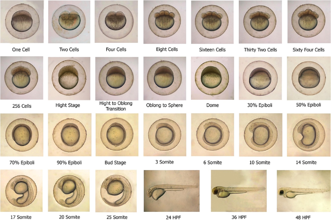 Embryonic development stages of yellow rasbora (Rasbora lateristriata) embryo at 0 – 48 hpf.