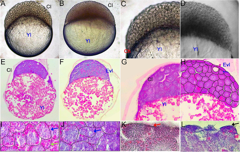 Embryo development of (Rasbora lateristriata) during the blastulation stage. (A) 256 cells. (B) High stages. (C, D) The highlight on the embryonic blastomeres. (E, F) Histological structure of the embryo. (G, H) Histological structure and the cellular reconstruction of the blastomeres showing the development progression of blastomeres cells (Cl), cellular differentiation of blastomeres showed by the present of two different types of cell (EVL = enveloping cell/enveloping layer and internal cell blastomeres). (I, J, K, L) Blastoderm cells and their cellular reconstruction, showing the variation of cytoplasmic vesicular distribution on each blastoderm. Cl (Cell of Blastoderm), Yl (Yolk), EVL (Enveloping layer). Blue arrow: cell with less vesicle, green arrow: cell with dense vesicle, black arrow: differentiated envelope cell. HE staining and 40-400x magnification.