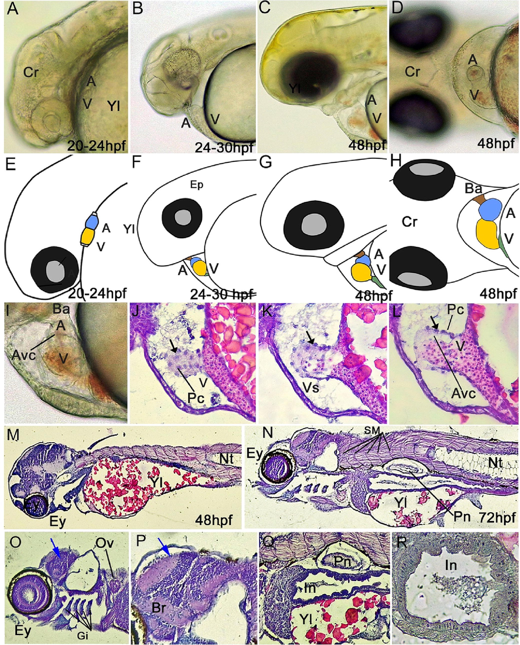 Developmental progression of the heart and organs in the larval stage of yellow rasbora (Rasbora lateristriata). (A–F) Lateral and ventral view. (A, D) Hearts on 20–24 hpf are linear tubular. (B, E) The looping process occurs in larvae of 24–30 hpf, in which the heart begins to form an arc. (C, F) Heart on 48 hpf. (G, H) Ventral view of the heart on 48 hpf, (I, J, K, L) heart morphology and histology, (M, N) 48 and 72 hpf mid saction histological structure of embryo (O) head region of 72 hpf embryo, (P) brain layer, (Q) body organ, (R) intestine of 72 hpf embryo. Abbreviations: (a) atrium, (v) ventricle, (sv) sinus venosus, (ba) bulbus arteriosus, (avc) atrioventricular canal, (Yl) Yolk, (Evl) Enveloping layer, (Ey) eyes, (Br) brain, (Ov) Otic Vesicle, (Hr) heart, (Nt) notochord, (Pn) Pneumatocyst, (In) Intestine. Color captions: (yellow) atrium, (blue) ventricle, (green) sinus venosus, (brown) bulbus arteriosus, Blue arrow: brain with brain layer, black arrow: endothelial cell. HE staining and 40-400x magnification.