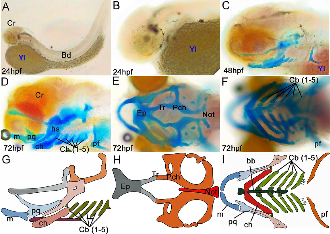 Cranial cartilage structure of yellow rasbora (Rasbora lateristriata) larvae at 24, 48, and 72 hpf with ARAB staining (A–F) and cranial cartilage illustration of 72 hpf larva (G–I). (D, G) Lateral view. (E, H) Dorsal view. (F, I) Ventral view. Abbreviations: (bb) basibranchial, (cb) ceratobranchial, (ch) ceratohyal, (ep) ethmoid plate, (hs) hyosymplectic, (m) Meckel's cartilage, (n) notochord, (pch) parachordal, (pf) pectoral fin, (pq) palatoquadrate, (tr) trabecula.