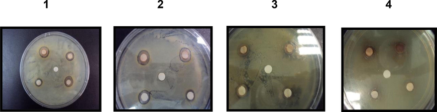 Inhibition zones; 1 (B. subtilis), 2 (S. aureus), 3 (P. aeruginosa), 4 (E. coli); Upper left = Zahidi + ethanol extract, upper right = Zahidi + methanol extract, lower left = Zahidi + acetone extract, lower right = Zahidi + distilled water extract “middle for all” (Negative controls = DMSO).