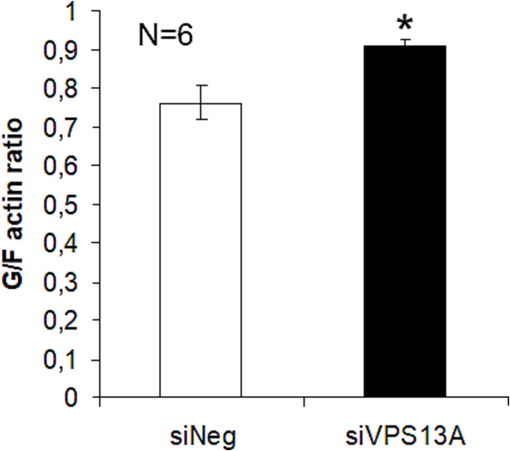 Chorein silencing correlates with microfilament depolymerization in ZF cells. Quantification of G- and F-actin levels using G/F actin ration analysis by Triton X-100 fractionation from chorein-silenced (siVPS13A) and control (siNeg) ZF rhabdomyosarcoma tumor cells, from n = 6 independent experiments. *(p < 0.05) indicates statistical significance.