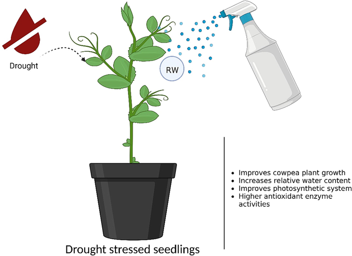 A schematic depicts how rose water improves the growth and physiology of cowpea seedlings under drought stress.