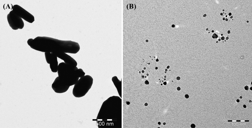 TEM displayed the images of α-MoO3NRs (A captured at1000x) and AgNPs (B captured at 50000x) respectively.