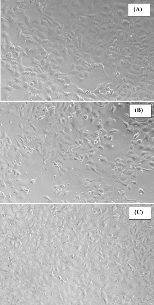 The morphology of the MCF-7 (control A) and their structural change exposed with α-MoO3NRs (B) and AgNPs (C) for 24 h. Images were captured under the phase contrast inverted microscope.