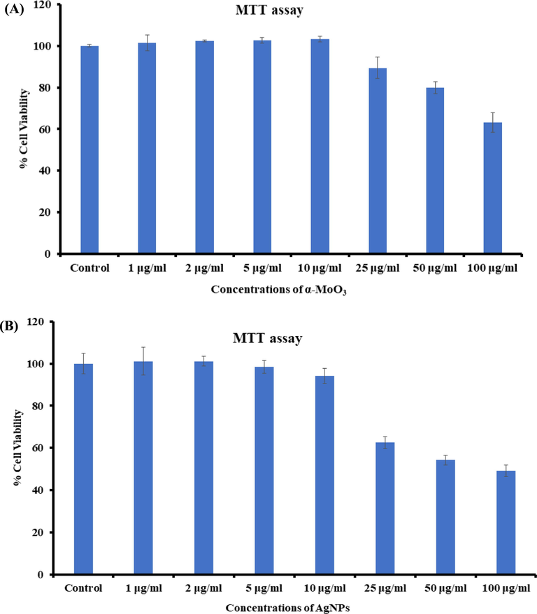 Cytotoxicity study via MTT assay in MCF-7 cells succeeding the exposure of α-MoO3NRs (A) and AgNPs (B) for 24 h. The experiments were conducted in triplicate manner (Mean ± SD triplicate).