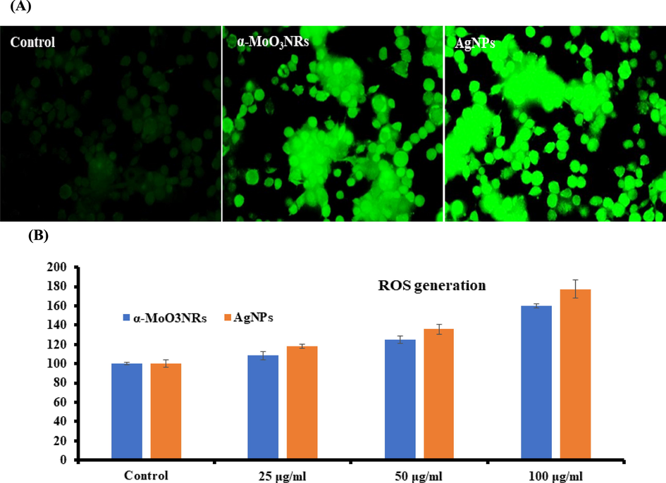 (A) Representative images of α-MoO3NRs and AgNPs induced ROS in MCF-7 cells exposed for 24 h. (B) Percent change in ROS with MCF-7 at varied conc of α-MoO3NRs and AgNPs respectively.