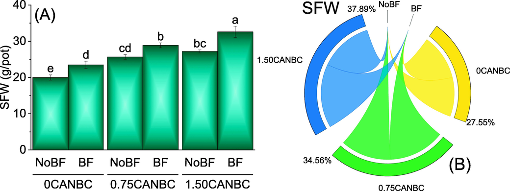 Effect of CANBC different application rates with and without biofertilizer on shoot fresh weight. Bars are average (n = 3) ± SE. Letters on bars are showing significant changes at p ≤ 0.05 compared by Fisher LSD (A). Chord diagram is showing the percentage contribution of each CANBC treatment for shoot fresh weight with and without BF (B). CANBC = biochar coated calcium ammonium nitrate; BF = Biofertilizer.