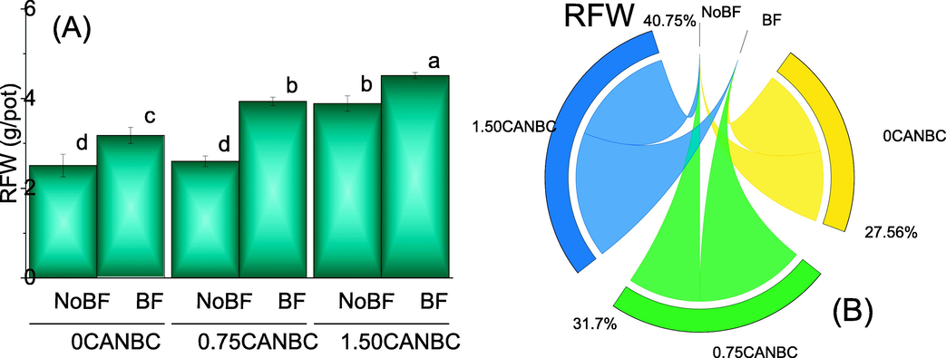 Effect of CANBC different application rates with and without biofertilizer on root fresh weight. Bars are average (n = 3) ± SE. Letters on bars are showing significant changes at p ≤ 0.05 compared by Fisher LSD (A). Chord diagram is showing the percentage contribution of each CANBC treatment for root fresh weight with and without BF (B). CANBC = biochar coated calcium ammonium nitrate; BF = Biofertilizer.