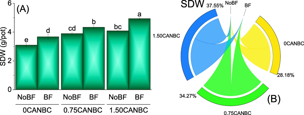 Effect of CANBC different application rates with and without biofertilizer on shoot dry weight. Bars are average (n = 3) ± SE. Letters on bars are showing significant changes at p ≤ 0.05 compared by Fisher LSD (A). Chord diagram is showing the percentage contribution of each CANBC treatment for shoot dry weight with and without BF (B). CANBC = biochar coated calcium ammonium nitrate; BF = Biofertilizer.