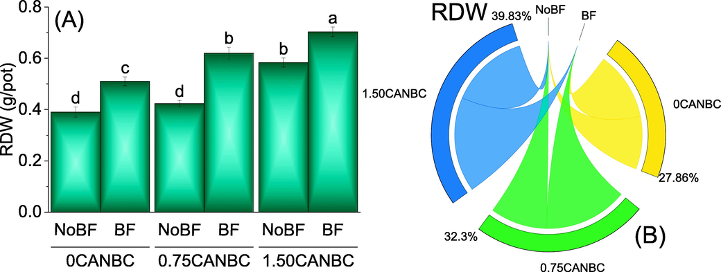 Effect of CANBC different application rates with and without biofertilizer on root dry weight. Bars are average (n = 3) ± SE. Letters on bars are showing significant changes at p ≤ 0.05 compared by Fisher LSD (A). Chord diagram is showing the percentage contribution of each CANBC treatment for root dry weight with and without BF (B). CANBC = biochar coated calcium ammonium nitrate; BF = Biofertilizer.