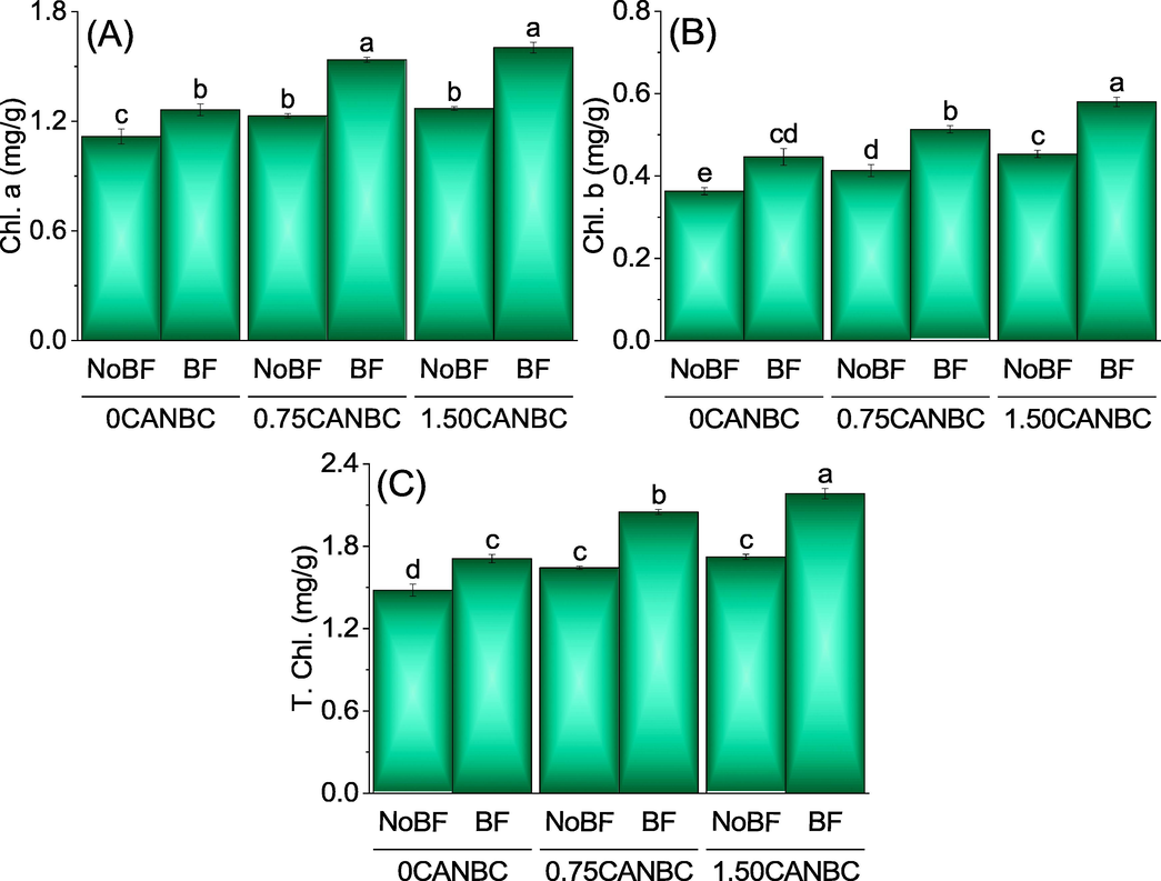 Effect of CANBC different application rates with and without biofertilizer on chlorophyll a (A), chlorophyll b (B) and total chlorophyll (C). Bars are average (n = 3) ± SE. Letters on bars are showing significant changes at p ≤ 0.05 compared by Fisher LSD (A).