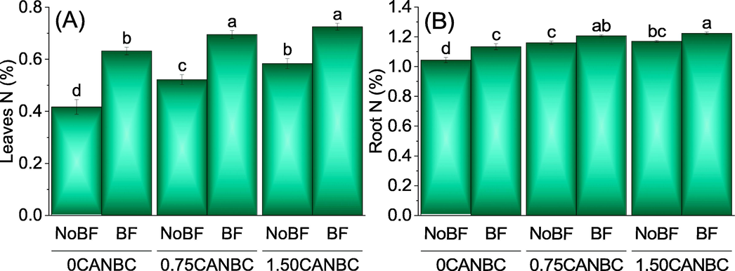 Effect of CANBC different application rates with and without biofertilizer on leaves nitrogen (A) and root N (B). Bars are average (n = 3) ± SE. Letters on bars are showing significant changes at p ≤ 0.05 compared by Fisher LSD (A).