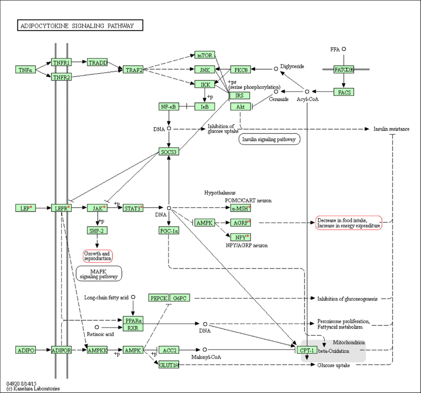 Adipocytokine signaling pathway. The red asterisk (*) indicates our target genes. The rectangle encircled with red color shows, and the rectangle encircled with red color shows the target phenotype traits the path affects.