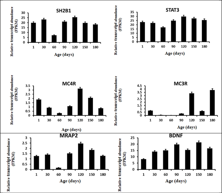 The sheep hypothalamus transcriptome data. Bar graphs depicting the relative transcript abundance of selected transcripts in the sheep hypothalamus under different ages (from birth to 180 days old) are shown. The FPKM (Fragments Per Kilobase Million) values represent all the data points.