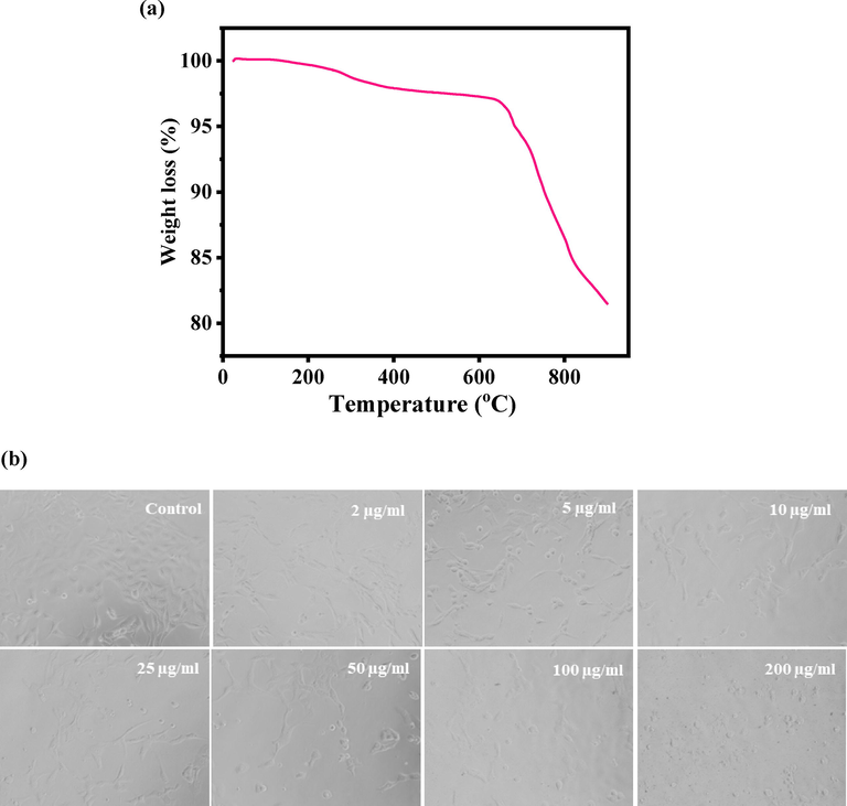 (a). Thermogravimetric analysis (TGA) of V2O5NRs, and Fig. 4(b) shows the V2O5NRs-induced morphological changes in MCF-7 cells. Cells were exposed to V2O5NRs at various concentrations for 24 h. Images were taken using phase contrast inverted microscope at 20 × magnifications.