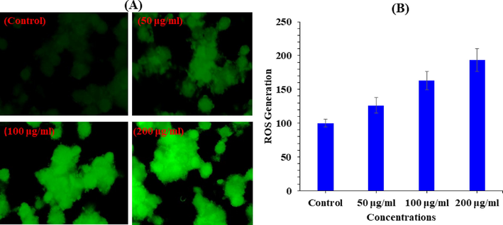 V2O5NRs-induced ROS generation in MCF-7 cells after 24 h exposure. (A) Green fluore scence images showing the ROS generation in treated and untreated cells. (B) Percentage change in ROS generation in MCF-7 cells exposed to 2–200 μg/ml of V2O5NRs.