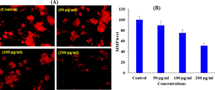 V2O5NRs-induced MMP level in MCF-7 cells after 24 h exposure. (A) Fluorescence images showing MMP level in treated and untreated cells. (B) Percentage change in MMP level in MCF-7 cells exposed to 50,100 and 200 μg/ml of V2O5NRs. The graph is showing the percent induction in the ROS as compare to control group.