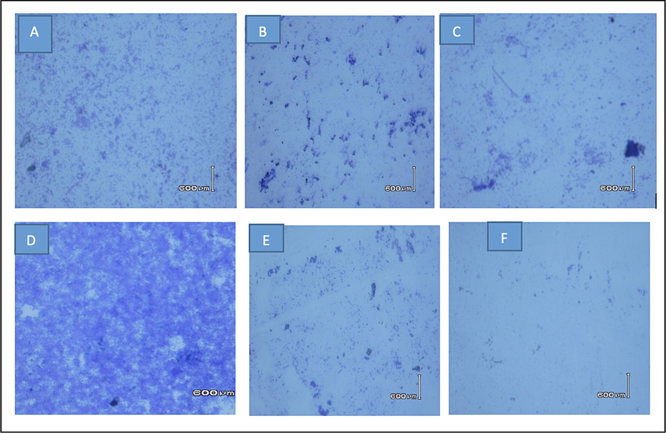 The Light microscopy images (40X) of S. aureus biofilm stained with crystal violet dye. (A) untreated biofilm, (B) S. aureus treated biofilm with ampicillin, (C) S. aureus treated biofilm with MetOH floral extract, (D) S. aureus MDR untreated biofilm, (E) S. aureus MDR treated biofilm with moxifloxacin and (F) S. aureus MDR treated biofilm with MetOH floral extract. Untreated control biofilms of both S. aureus and S. aureus MDR strains have a well-developed dense network of bacterial cells compared to the cells treated with standard drugs or MetOH floral extract seems to be scattered and disrupted.