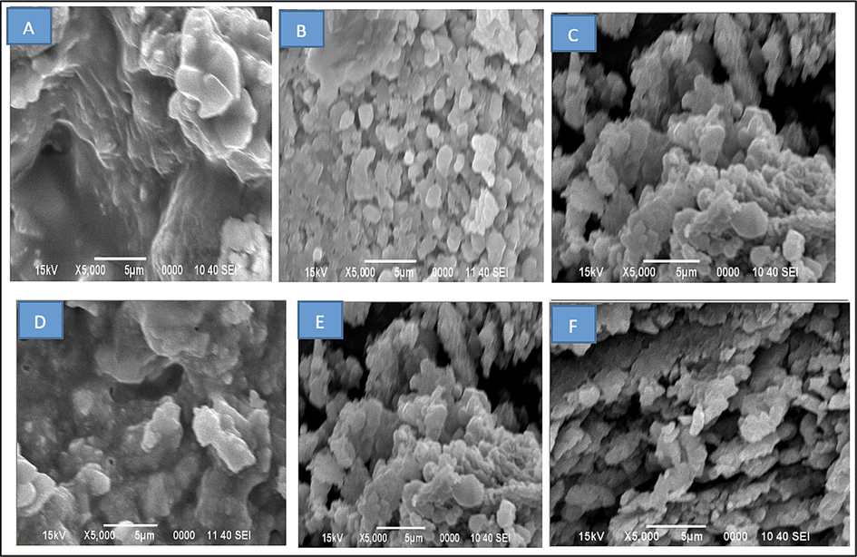 Scanning electron micrographs of S. aureus: (A) untreated biofilm, (B) S. aureus treated biofilm with ampicillin, (C) S. aureus treated biofilm with MetOH extract, (D) S. aureus MDR untreated biofilm, (E) S. aureus MDR treated biofilm with moxifloxacin and (F) S. aureus MDR treated biofilm with MetOH extract. Untreated control biofilm showed well-developed amorphous matrix while the treated cells appeared as non-amorphous polymeric substance with crystalline structural changes.