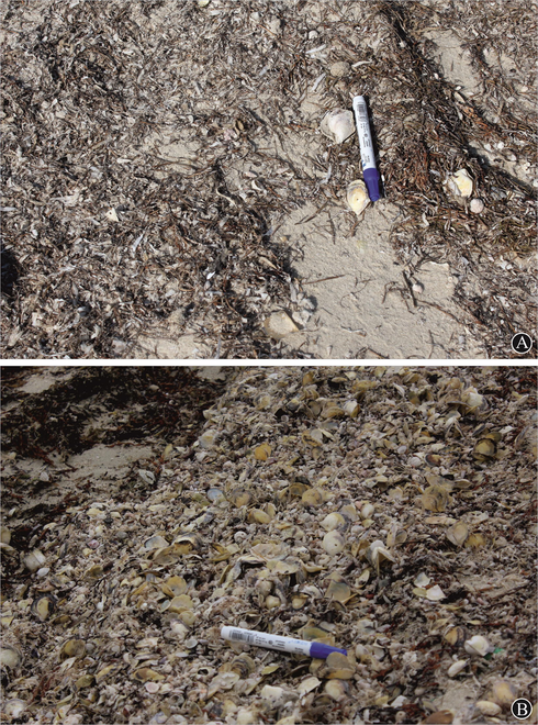 Abundance of pinctadas in the study area. A. low abundance, site 1; B. high abundance, site 3.