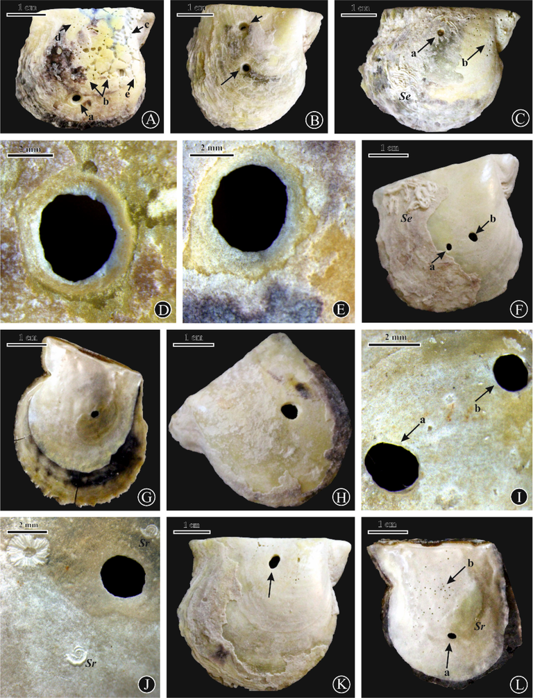 (A) Oichnus paraboloides (a), E. ovula (b), E. geometrica (c), Entobia isp.(d), and E. cretacea (e) on a right valve of Pinctada margaritifera, site 1; (B) O. paraboloides (black arrows) on a right valve of P. margaritifera, site 1; (C) O. paraboloides (a), Entobia isp.(b), with serpulid worm tubes (Se) on a right valve of P. margaritifera, site 6; (D,E) O. paraboloides on right valves of P. margaritifera, sites 1 and 3 respectively; (F) O.ovalis (a,b) with serpulid worm tubes (Se) on a right valve of P. margaritifera, site 6; (G) O. simplex on the adductor muscle scar of a right valve of P. radiata, site 6; (H) O. simplex on a left valve of P. margaritifera, site 1; (I) O. ovalis (a), O. paraboloides (b) on a right valve of P. margaritifera, site 6; (J) O. simplex with Spirorbis sp.(Sr) on an internal surface of a left valve of P. margaritifera, site 1; (K) O. ovalis (black arrow) on right valves of P. margaritifera, sites 6; (L) O. ovalis (a) and Entobia isp. (b) with Spirorbis sp.(Sr) on right valves of P. radiata, sites 6 and 1, respectively.