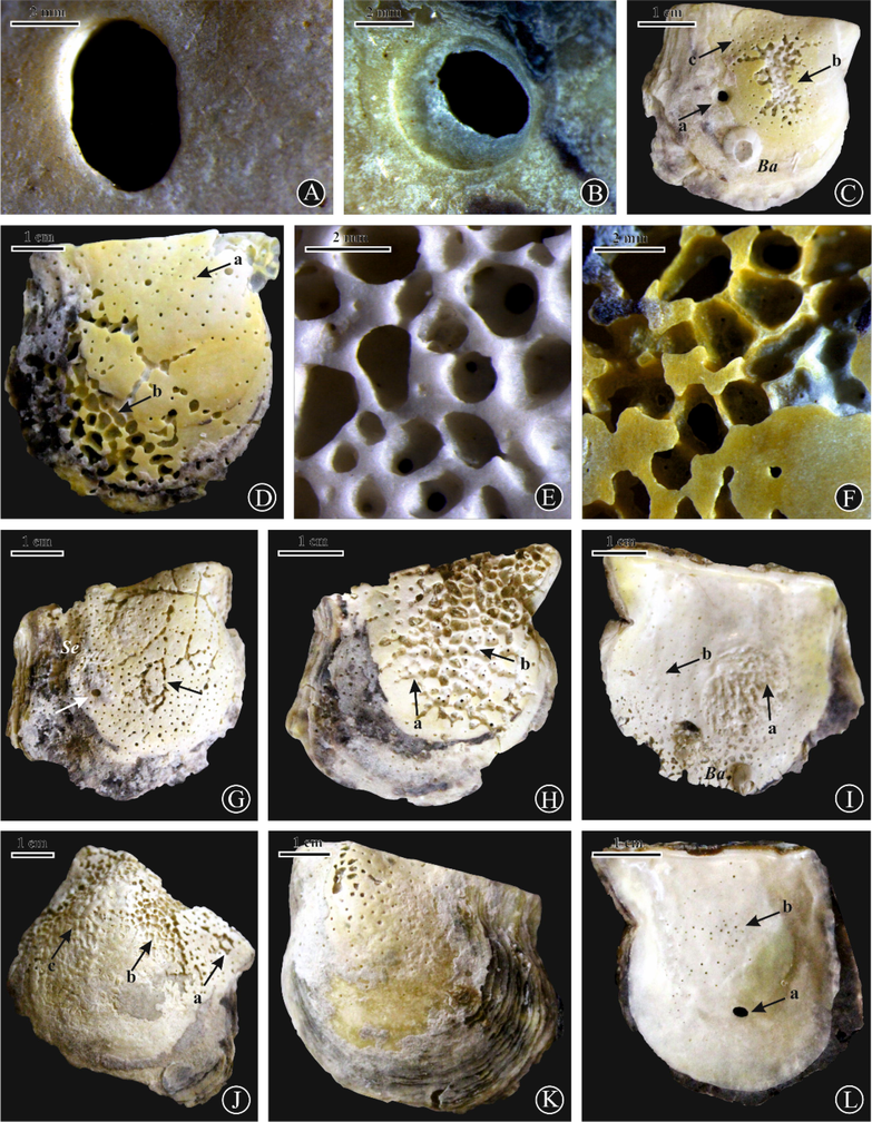 (A, B) Oichnus ovalis on left valves of P. radiata, sites 9 and 2, respectively; (C) O. paraboloides (a), Entobia geometrica (b), Entobia isp. (c) and Balanus (Ba) on a left valve of P. margaritifera, site 1; (D) Entobia isp.(a) and E. geometrica (b) on a left valve of P. margaritifera, site 7; (E, F) E. geometrica on internal and external surfaces of right valves of P. margaritifera, site 7; (G) Oichnus isp. (white arrow), E. laquea (black arrow), Entobia isp., with serpulid worm tubes on a right valve of P. margaritifera, site 6; (H) E. ovula (a) and E. geometrica (b) on a right valve of P. margaritifera, site 7; (I) E. ovula (a), Entobia isp.(b), and encrusted internal surface of a right valve by in part living balanids, site 6; (J) E. laquea (a), E. geometrica (b) and E. ovula (c) on a left valve of P. margaritifera, site 6; (K) E. laquea with Entobia isp. on a left valve, site 6; (L) Entobia isp., and O. ovalis on a right valve of P. radiata, site 6.