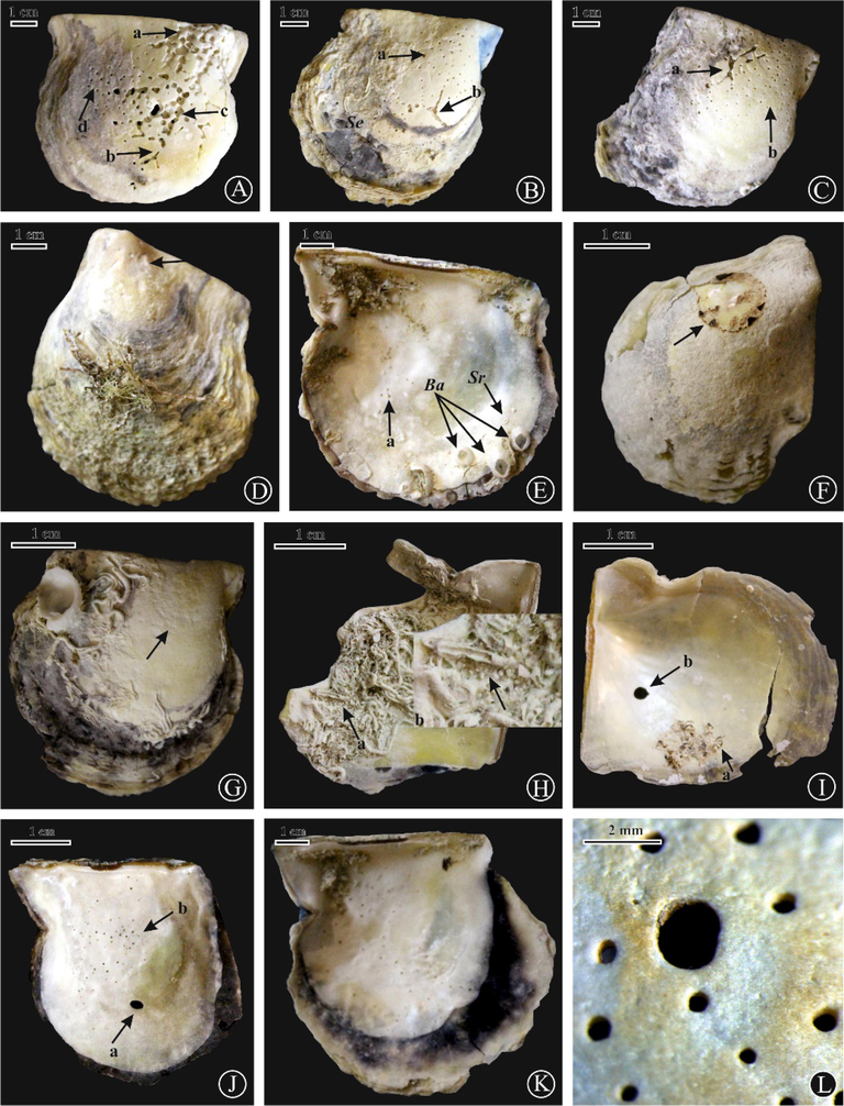 (A) E. ovula (a), Entobia cretacea (b), E. geometrica (c), and Entobia isp. (d) on a right valve of P. margaritifera, site 2; (B) Entobia isp. (a), Entobia cretacea (b) serpulid worm tubes, on a right valve of P. margaritifera, site 6; (C) Entobia cretacea (a), Entobia isp. (b) with serpulid worm tubes on a right valve of P. margaritifera, site 6; (D) Renichnus isp. (black arrow) on a left valve of P. margaritifera, site 6; (E) Entobia isp. (a), Balanus (Ba) with Spirorbis sp. (Sr) on a right valve of P. margaritifera, site 1; (F) Anellusichnus circularis, site 2; (G) Anellusichnus circularis with serpulid worm tubes and fixed Chama on the external surface of a right valve of P. margaritifera, site 6; (H) E. cateniformis on a right valve of P. margaritifera, site 7; (I) E. cateniformis (a) and Oichnus isp.(b) on a left valve of P. margaritifera, site 7; (J) Oichnus ovalis (a) and Entobia isp. (b) on an internal surface of right valve of P. radiata, site 7; (K) Entobia isp. on an internal surface of right valve of P. margaritifera, site 6; (L) Entobia isp. on an internal surface of right valve of P. radiata, site 6.