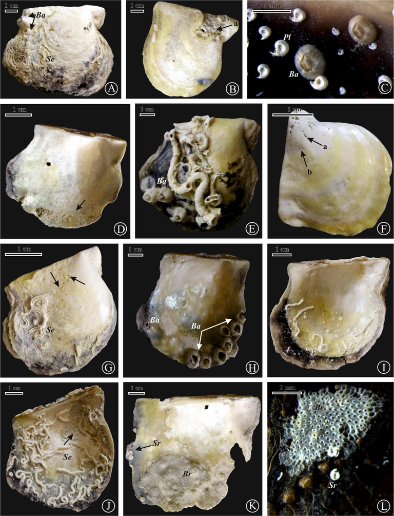 (A) Sponge spicules, Balanid (Ba) with serpulid worm tubes (Se) on a right valve of P. margaritifera, site 6; (B) E. ovula (a) on a right valve of P. radiata, site 2; (C) Balanus (Ba) with Spirorbis sp.(Sr) on an internal surface of a left valve of P. margaritifera, site 1; (D) Anellusichnus circularis (black arrow) on a left valve of P. margaritifera, site 6. (E) Worm tubes with balanids (Ba) internal surface of a right valve of P. margaritifera, site 12; (F) Caulostrepsis isp. (a) and Entobia isp. (b), site11; (G) Caulostrepsis isp. (black arrows) with serpulid worm tubes (Se), site 6; (H) Internal surface of a left valve encrusted by balanids (Ba), site 12; (I) Spirorbis sp.(Sr), serpulid worm tubes (Se) with Balanus (Ba) on an internal surface of a left valve, site 12; (J) Entobia isp. (black arrow), Spirorbis sp. (Sr), with serpulid worm tubes on an internal surface of a left valve, site 7; (K) Bryozoa (Br) and Spirorbis sp. (Sr) on internal surface of a fragmented left valve of P. margaritifera, site 10; (L) Bryozoa and Spirorbis sp. (Sr) on internal surfaces of left valves of P. margaritifera, sites 11, respectively.