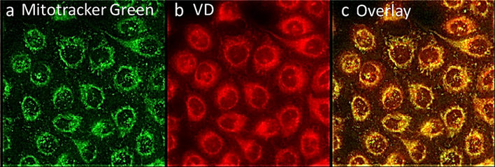 VD subcellular localization in the mitochondria. Human KB cells stained with; (a) Mitotracker green (b) VD drug. (c) colocalization (yellow) between mitochondria (green) and VD (red) in human KB-cells.