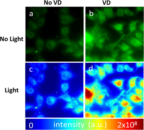 VD-PDT produce singlet oxygen species in VD treated human KB-cells after irradiation: (a) Before light treatment, (b) after light treatment. Intensity map of SOSG (Singlet Oxygen Sensor Green) signal of VD treated cells (c) before light treatment and (d) after light treatment.