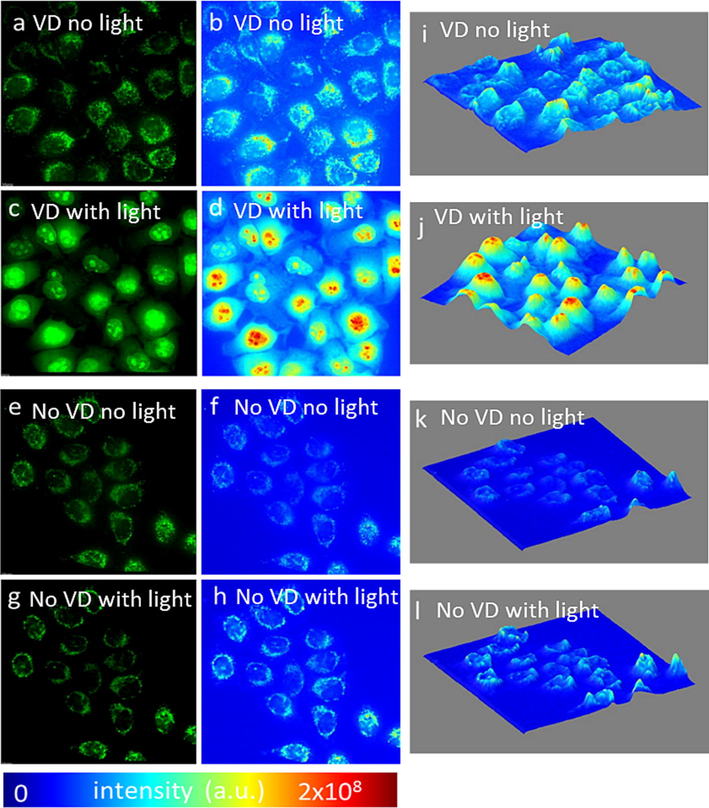 PDT of KB cells treated with VD increases ROS generation, especially in the cell nucleus. ROS mostly generated in mitochondria of cells before light treatment in (a) VD treated, (e) no VD treatment). Increasing ROS signal in cells after light treatment in (c) VD treated cells compare to (g) no VD treatment. Intensity heat map before (b, f) light treatment of (b) VD treated, (f) no VD and after (d, h) light treatment (d) VD, (h) no VD. 2.5D intensity plot of ROS intensity before (I, k) light treatment (i) VD, (k) no VD, and after light treatment (j, l), (j) VD, (l) no VD.