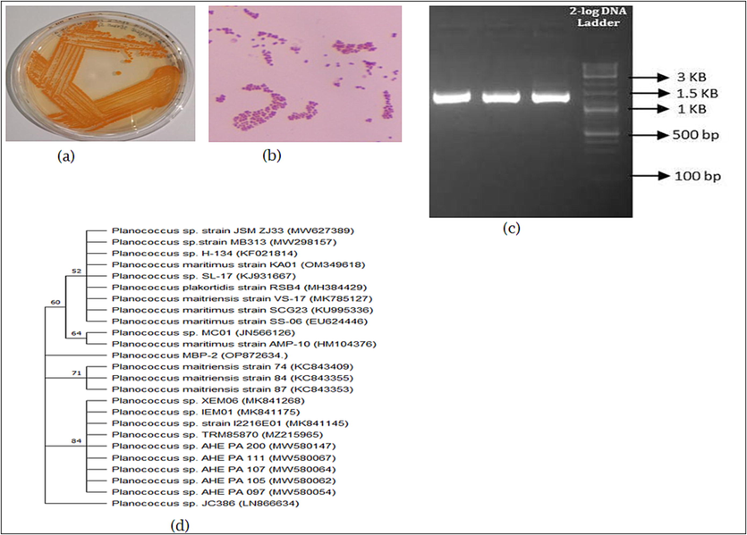 (a) Orange pigment producing bacteria; (b) Identification of bacterial revealed by Bergeys Manual Determinative Bacteriology; (c) Isolated the DNA from MBP-2 and identified by agarose gel electrophoresis; (d) phylogenetic tree analysis showing the Planococcus sp.