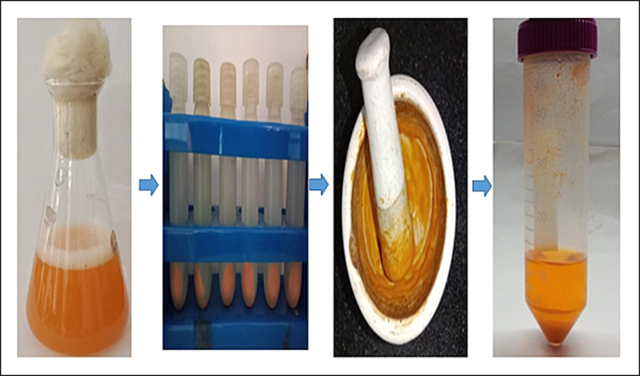 The optimization process of Orange pigments quantification by using nutrient broth medium (optimum pH 7 at 72 h).