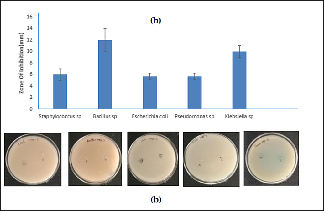 The antibacterial activity of orange pigment against Staphylococcus sp., Bacillus sp., Escherichia coli, Pseudomonas sp., Klebsiella sp. (a) Zone of inhibition mm (b) plate observation.