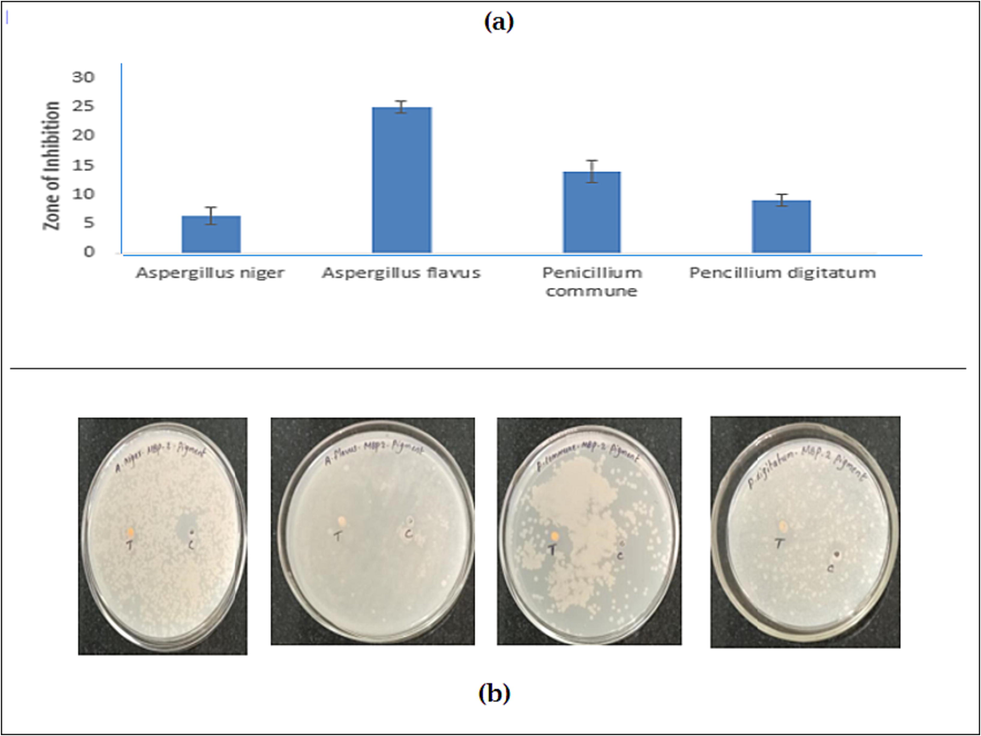 The Antifungal activity of A. niger, A. flavus, P. digitatum, P. commune pigment extract (a) Zone of inhibition mm (b) plate observation.