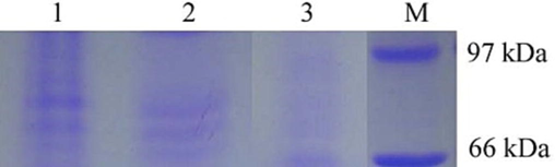 VacA gene detection using western blotting analysis (Lane 1 – strain JK, Lane 2 – positive control; Lane 2 – uninoculated control; Lane M – protein marker).