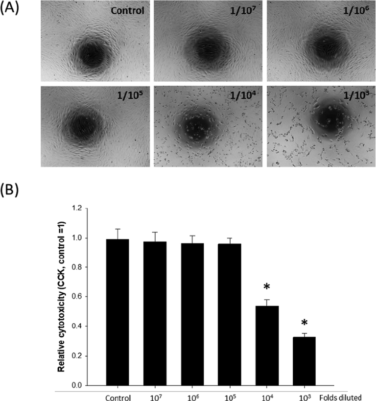 Cytotoxicity of whole essential oil extract on human dermal fibroblasts (HDF). HDFs were treated with increasing concentrations of whole essential oil extract, and (A) gross morphology and (B) cytotoxicity were examined. *p < 0.05 compared to control, n = 4.