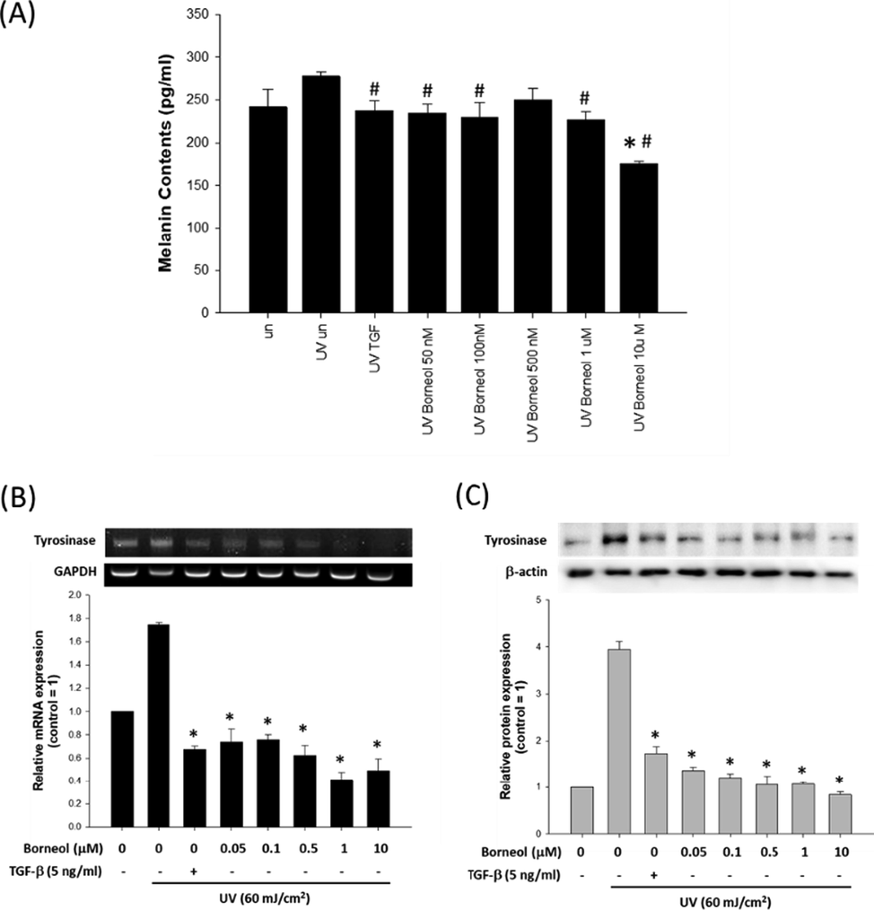 Effect of borneol on melanin synthesis. (A) Effect of varying concentrations of borneol on melanin production in UV stimulated (60 mJ/cm2) Bl6F10 cells using melanin contents assay. Data are represented as a mean ± standard deviation (n = 4). #p < 0.05 compared to UV treated control and *p < 0.05 compared to untreated control. Expression of tyrosinase was evaluated at mRNA level (B) and protein level (C), with or without borneol treatment. GAPDH and β-actin were used as internal controls. TGF-β was used as positive control. Data are represented as a mean ± standard deviation (n = 3) *p < 0.05 compared to UV treated control.