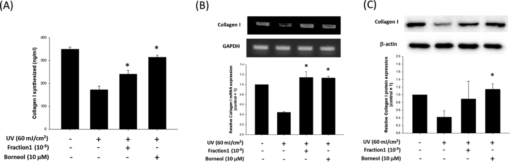 Effect of borneol on collagen synthesis. (A) Effect of 105 fold diluted F1 and borneol (10 μM) on collagen type I contents of HDFs was evaluated by using pro-collagen type I C-peptide assay. Data are represented as a mean ± standard deviation (n = 4). Expression of collagen type I was evaluated at mRNA level (B) and protein level (C), with or without diluted F1 or borneol treatment. GAPDH and β-actin were used as internal controls. Data are represented as a mean ± standard deviation (n = 3). *p < 0.05 compared to UV only treated group.