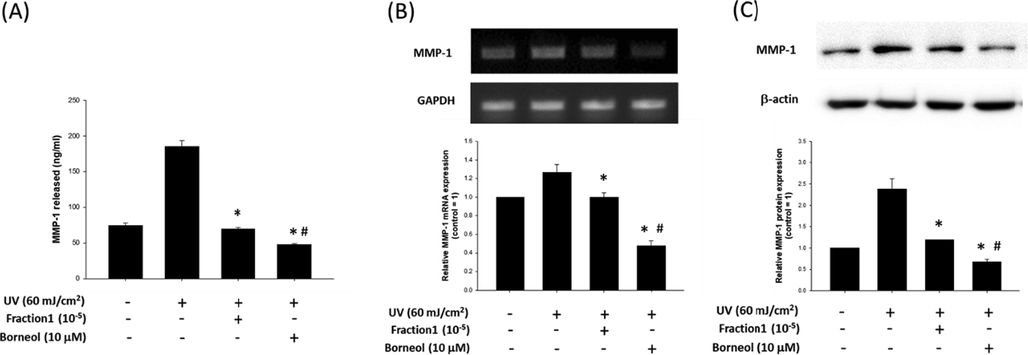 Effect of borneol on MMP-1 production. (A) Effect of 105 fold diluted F1 and borneol (10 μM) on active MMP-1 released from HDFs was evaluated by human active MMP-1 ELISA. Data are represented as a mean ± standard deviation (n = 4). Expression of MMP-1 was evaluated at mRNA level (B) and protein level (C), with or without diluted F1 or borneol treatment. GAPDH and β-actin were used as internal controls. Data are represented as a mean ± standard deviation (n = 3). #p < 0.05 compared to UV treated control and *p < 0.05 compared to untreated control.