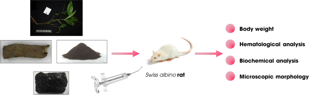 Schematic representation of subacute and subchronic toxicity of C. flavescens extract in Swiss albino mice model.