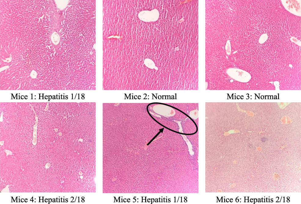 Microstructure of mice hepatocytes in the control group.