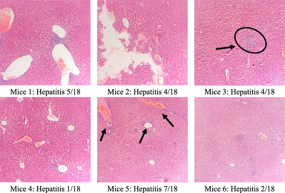 The microstructure of mice liver cells in the group taking C. flavescens extract dose of 400 mg/kg.