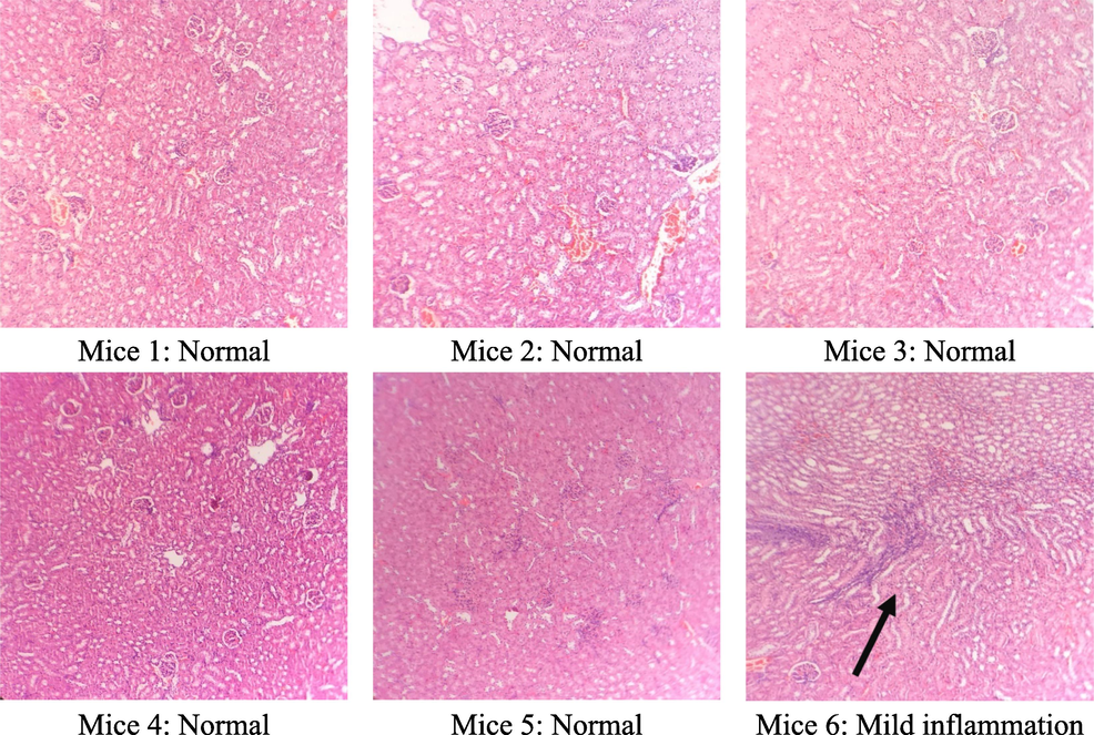 Microstructure of mice kidney cells in the control group.