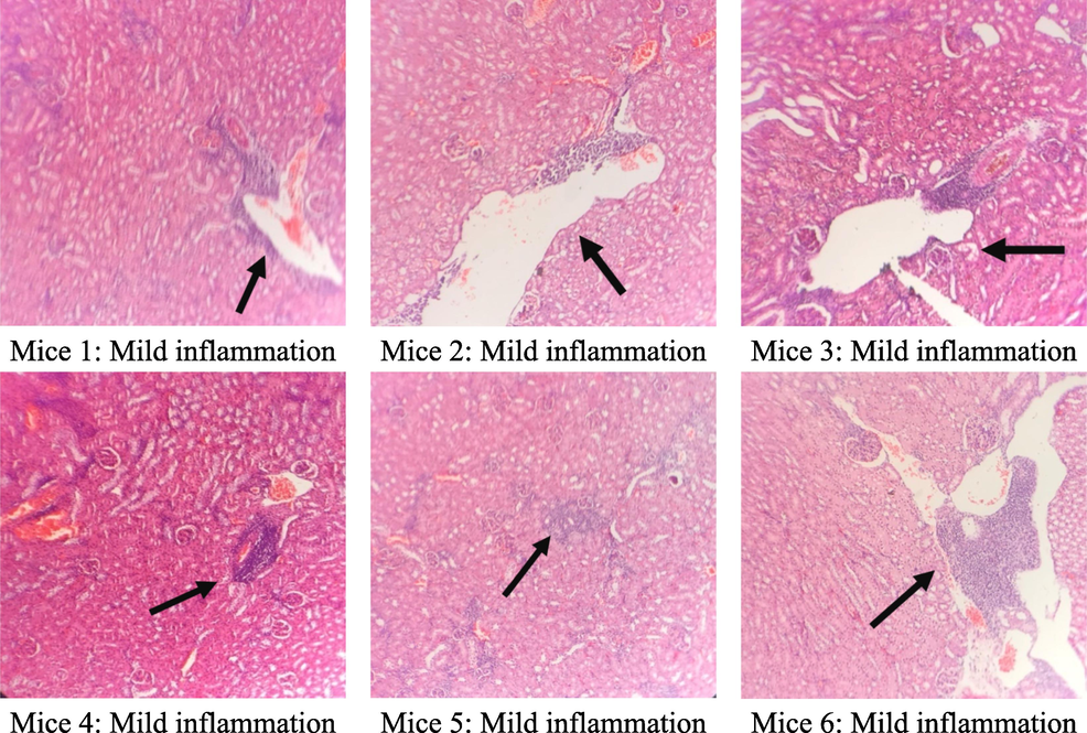 Microstructure of mice kidney cells in the group treated with C. flavescens extract dose of 400 mg/kg.