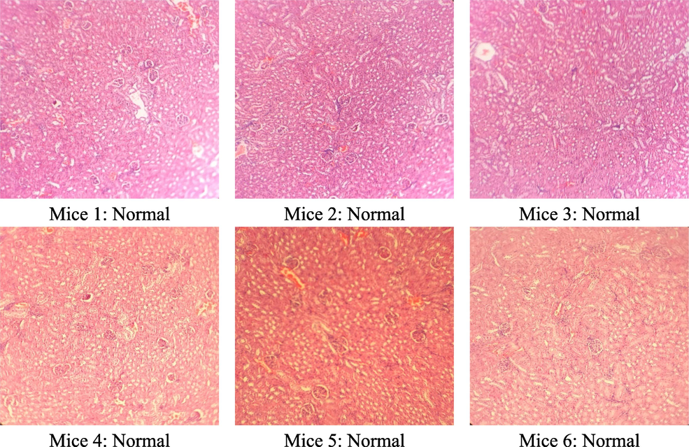 Microstructure of mice kidney cells in the group treated with C. flavescens extract dose of 1200 mg/kg.