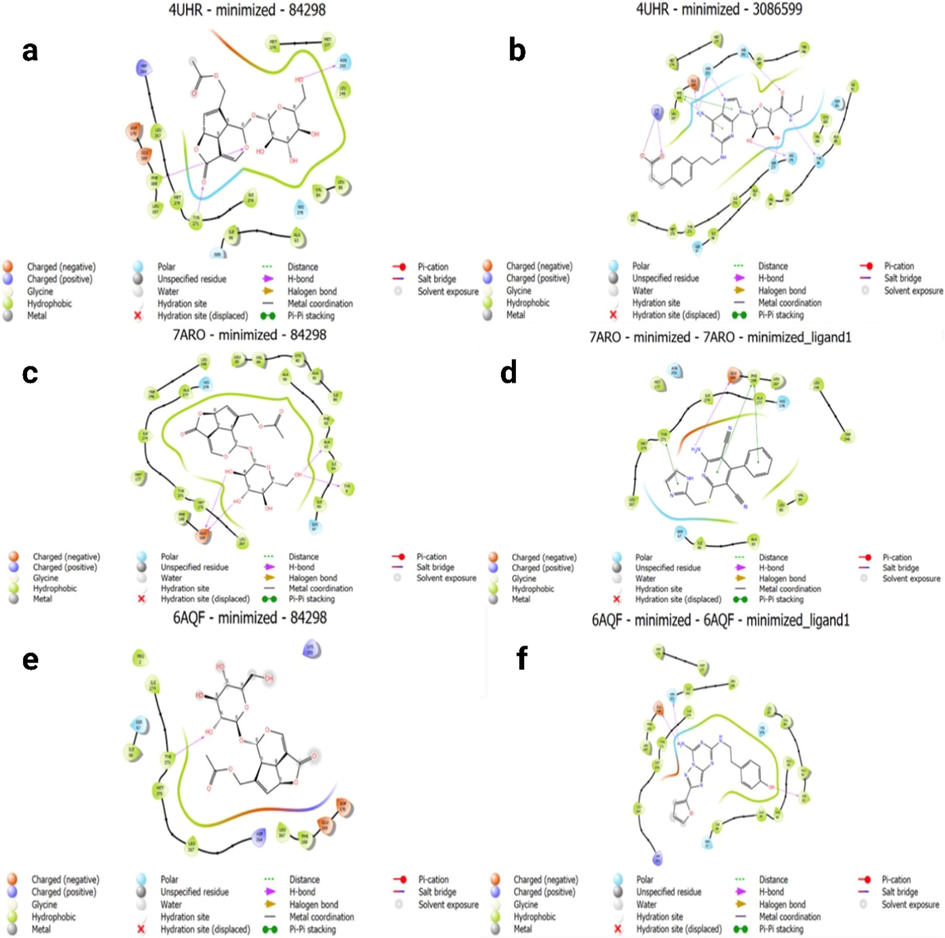 The molecular docking of target compounds Asperuloside and Cgs21680 as A2A receptor agonists at the Cgs21680 active site was examined as in Fig. 4 a and b, respectively. Fig. 4 c and d show the 2D binding interaction of Asperuloside and LUF5833 as A2A receptor partial agonists at the LUF5833 active site. Finally, Fig. 4 e and f demonstrate the 2D interaction of Asperuloside and ZM241385 as A2A receptor antagonists at the ZM241385 active site.