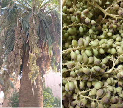 Washingtonia filifera tree (left) and its fruits (right) cultivated in the Kingdom of Saudi Arabia, Riyadh.